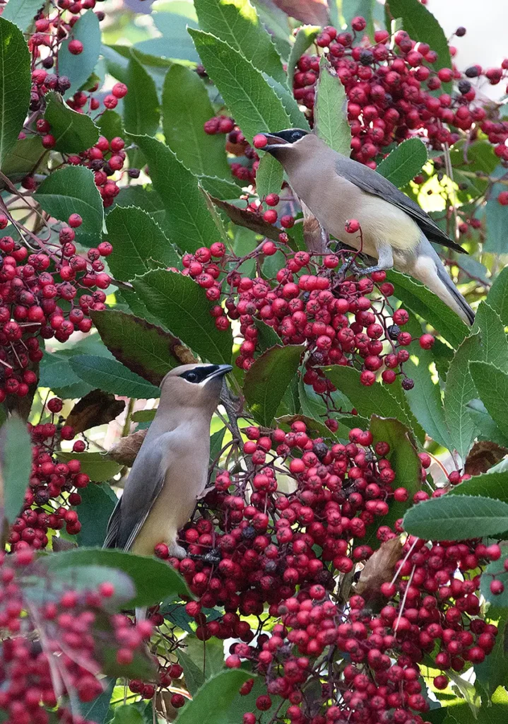 Cedar Waxwings eating toyon berries - photo by Loc Tran
